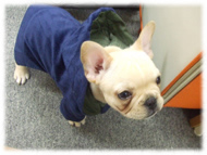 �t�����`�u���h�b�O�i�t���u���j�摜