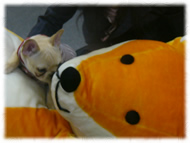�t�����`�u���h�b�O�i�t���u���j�摜