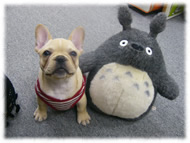 �t�����`�u���h�b�O�i�t���u���j�摜