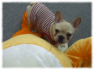 �t�����`�u���h�b�O�i�t���u���j�摜