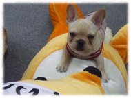 �t�����`�u���h�b�O�i�t���u���j�摜