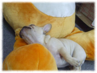 �t�����`�u���h�b�O�i�t���u���j�摜