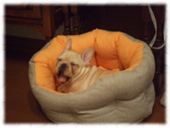 �t�����`�u���h�b�O�i�t���u���j�摜