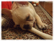 �t�����`�u���h�b�O�i�t���u���j�摜