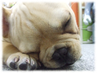�t�����`�u���h�b�O�i�t���u���j�摜