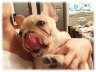 �t�����`�u���h�b�O�i�t���u���j�摜