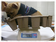 �A�g�X���L�摜