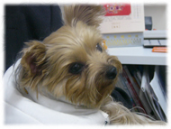 �t�����`�u���h�b�O�i�t���u���j�摜