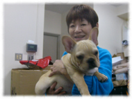 �t�����`�u���h�b�O�i�t���u���j�摜