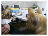 �t�����`�u���h�b�O�i�t���u���j�摜