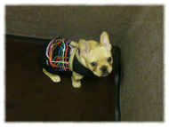 �t�����`�u���h�b�O�i�t���u���j�摜