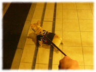 �t�����`�u���h�b�O�i�t���u���j�摜