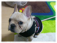 �t�����`�u���h�b�O�i�t���u���j�摜