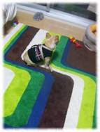 �t�����`�u���h�b�O�i�t���u���j�摜