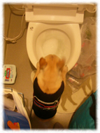 �A�g�X���L�摜