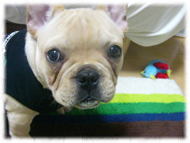 �t�����`�u���h�b�O�i�t���u���j�摜