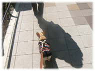 �t�����`�u���h�b�O�i�t���u���j�摜