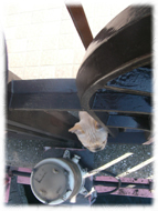 �t�����`�u���h�b�O�i�t���u���j�摜