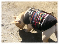 �t�����`�u���h�b�O�i�t���u���j�摜