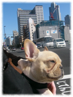 �t�����`�u���h�b�O�i�t���u���j�摜