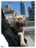 �t�����`�u���h�b�O�i�t���u���j�摜