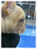 �t�����`�u���h�b�O�i�t���u���j�摜