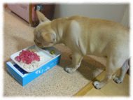 �t�����`�u���h�b�O�i�t���u���j�摜