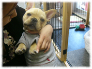 �t�����`�u���h�b�O�i�t���u���j�摜