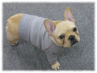 �t�����`�u���h�b�O�i�t���u���j�摜