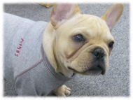 �A�g�X���L�摜