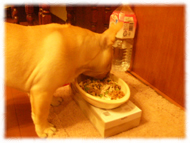 �t�����`�u���h�b�O�i�t���u���j�摜