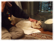 �t�����`�u���h�b�O�i�t���u���j�摜