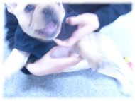 �t�����`�u���h�b�O�i�t���u���j�摜