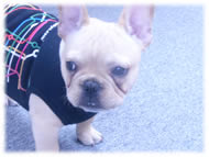 �t�����`�u���h�b�O�i�t���u���j�摜