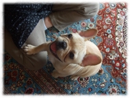 �t�����`�u���h�b�O�i�t���u���j�摜