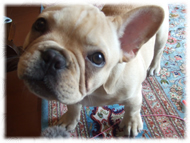 �t�����`�u���h�b�O�i�t���u���j�摜