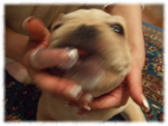 �t�����`�u���h�b�O�i�t���u���j�摜