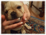 �t�����`�u���h�b�O�i�t���u���j�摜