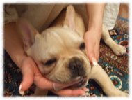 �t�����`�u���h�b�O�i�t���u���j�摜