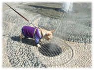 �A�g�X���L�摜