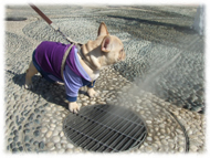 �t�����`�u���h�b�O�i�t���u���j�摜