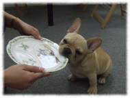 �t�����`�u���h�b�O�i�t���u���j�摜