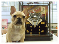 �t�����`�u���h�b�O�i�t���u���j�摜