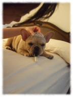 �t�����`�u���h�b�O�i�t���u���j�摜