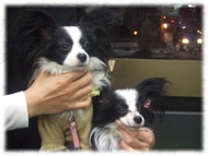 �t�����`�u���h�b�O�i�t���u���j�摜