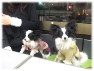 �A�g�X���L�摜