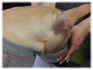 �t�����`�u���h�b�O�i�t���u���j�摜