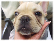 �t�����`�u���h�b�O�i�t���u���j�摜