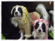 �t�����`�u���h�b�O�i�t���u���j�摜