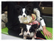 �t�����`�u���h�b�O�i�t���u���j�摜